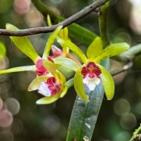 Trichoglottis longifolia Atthan., C.Bandara, N.L.Bandara & Kumar